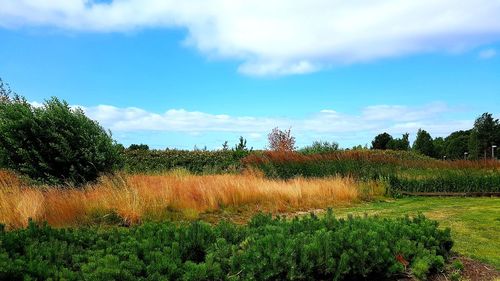 Scenic view of field against sky