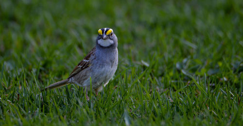 Close-up of bird on field