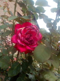 Close-up of red rose