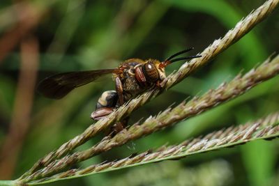 Close-up of insect on plant