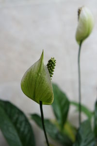 Close-up of rose bud