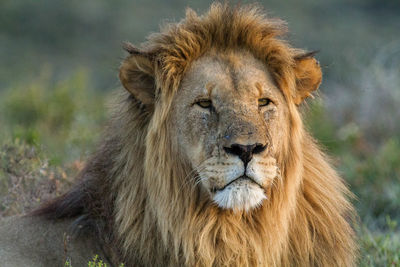 Close-up portrait of a male lion 