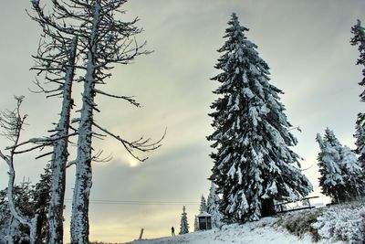 Low angle view of pine tree against sky during winter