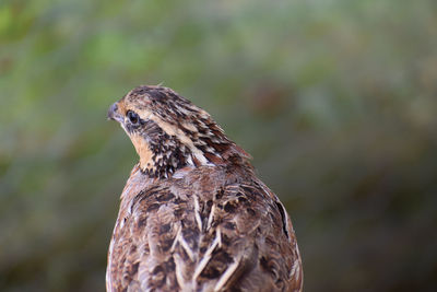 Close-up of a bird