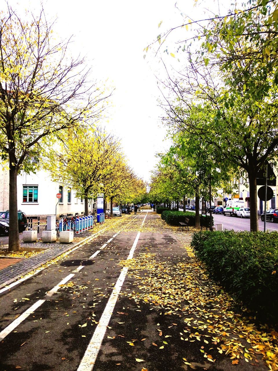 tree, road, street, the way forward, built structure, outdoors, day, transportation, building exterior, no people, architecture, sky, autumn, nature, city