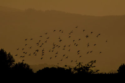 Flock of birds flying in sky