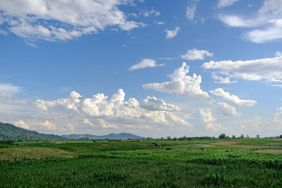 Scenic view of field against sky