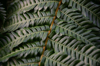 Full frame shot of succulent plant leaves