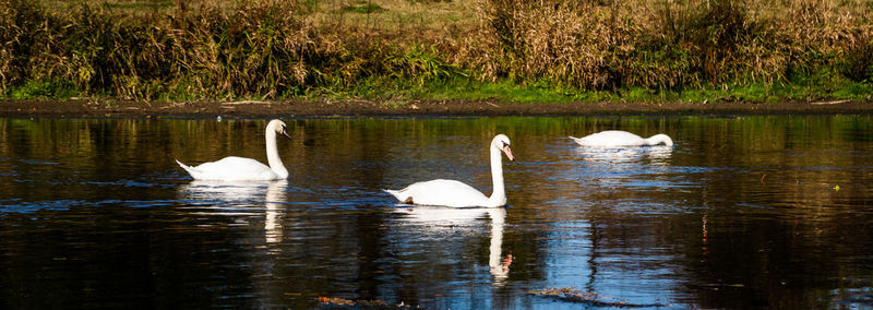 Swans swimming in lake