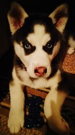 Close-up portrait of dog