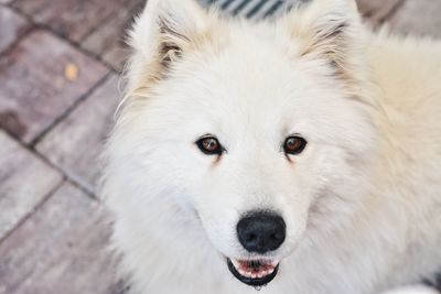 High angle view of dog