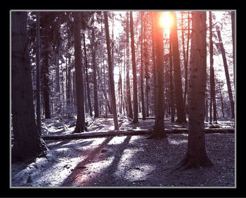 Sun shining through trees