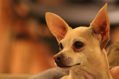 Close-up of dog looking away