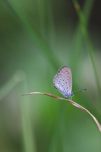 Close-up of butterfly on leaf