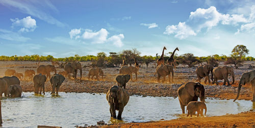 Very large herd of elephants and giraffe 