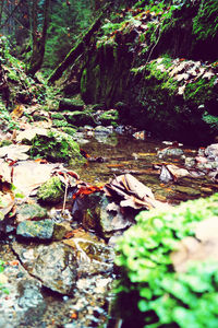 Surface level of trees and rocks in forest