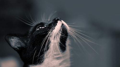 Close-up of cat