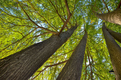 Low angle view of trees in forest