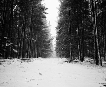 Snow covered trees in forest