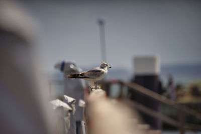 Close-up of seagull perching on railing