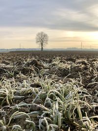 Scenic view of field against sky during sunset