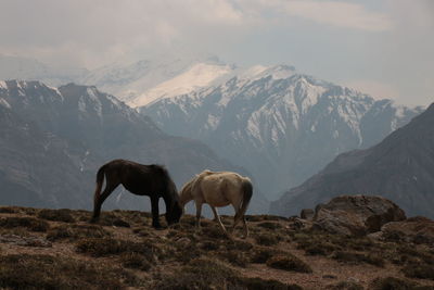 Horses grazing against snowcapped mountains