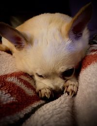 Close-up of dog sleeping on bed