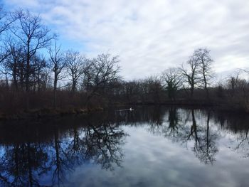 Reflection of trees in lake