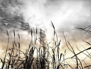 Low angle view of grass against sky
