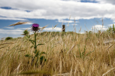 Scenic view of flowering plants on land against sky