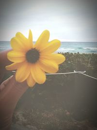 Close-up of hand holding yellow flower