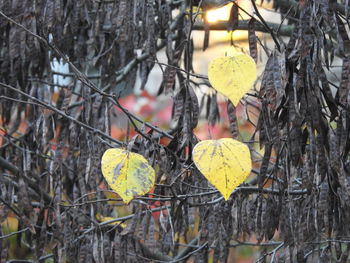 Close-up of leaves on tree trunk