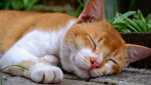 Close-up of cat sleeping