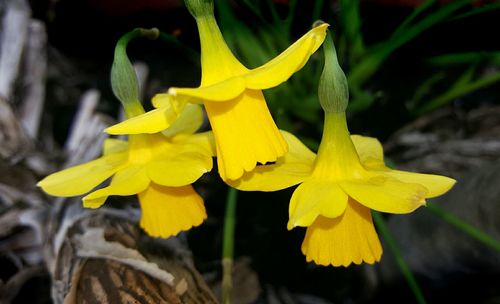 Close-up of yellow flowers