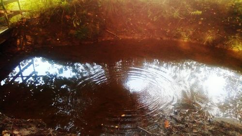 Reflection of trees in water