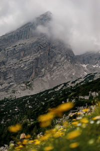 Plants and mountain against sky