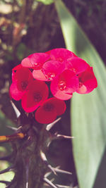 Close-up of pink rose