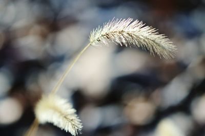 Close-up of plant against blurred background