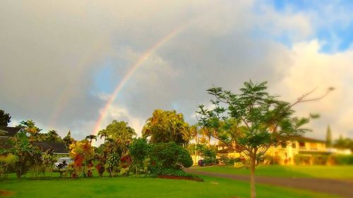 Rainbow over trees against sky
