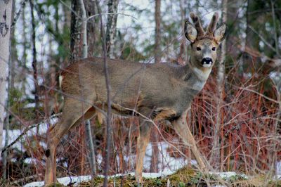 Portrait of deer at forest during winter