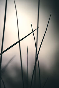 Close-up of silhouette plant against sky during sunset