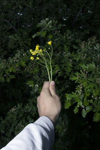 Midsection of man holding plant