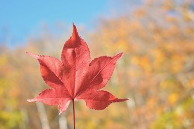 Close-up of maple leaves against blurred background