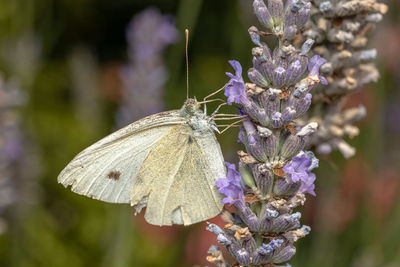 Close-up of butterfly on purple flower