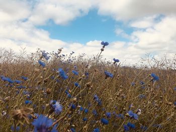 Close-up of flowering plants on field against sky
