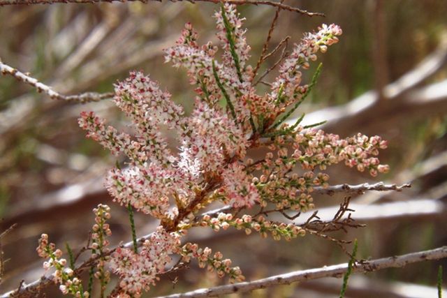 flower, branch, focus on foreground, growth, freshness, close-up, beauty in nature, nature, fragility, tree, twig, pink color, blossom, petal, selective focus, outdoors, day, blooming, plant, no people