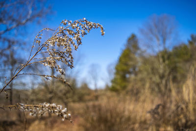 Close-up of flowering plants on field against sky