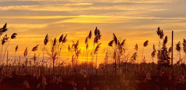 Scenic view of field against orange sky