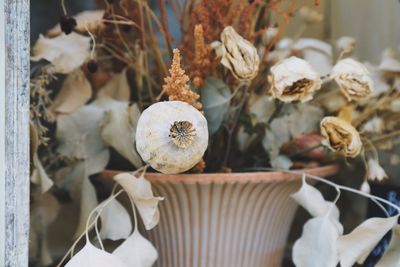 Close-up of dry poppyseed combined with dry roses and eucalyptus 