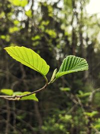 Close-up of leaves in forest
